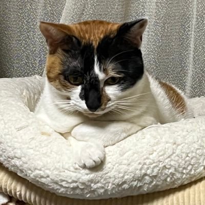 三毛猫くるみちゃん中心の日常を過ごしております🐈🐈🐈🐾🐾🐾🐾 出会い系、エロ系の方はご遠慮下さい。DM基本的❌ご理解のほど🙏