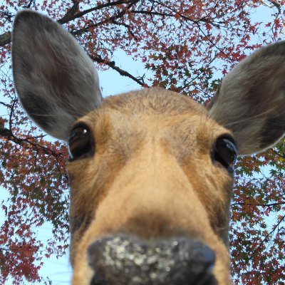 photos of deer, that are unbelievable