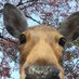 unbelievable deer photos (@believabledeer) Twitter profile photo