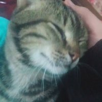 بسكوت ويفر (@azzamahmoudh) 's Twitter Profile