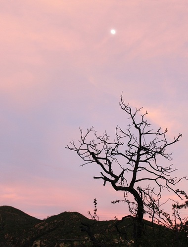 SantaBarbaraLov's profile picture. I'm a Santa Barbara girl all the way! My interests are offering my thoughts, reviews, or recommendations for the local finds that are simply not to be missed