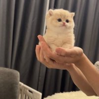 ぴ (@sdxascd97005) 's Twitter Profile