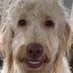 funnydog (@humorousk9) Twitter profile photo funnydog (@humorousk9) Twitter profile photo