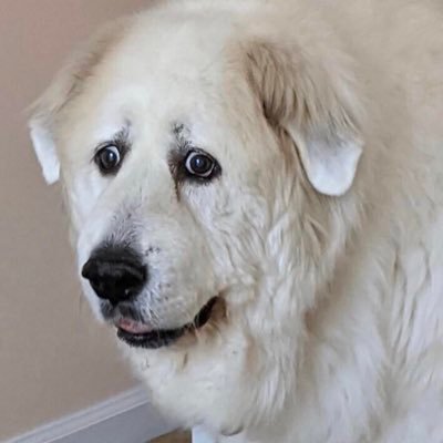 realjimrussell's profile picture. 