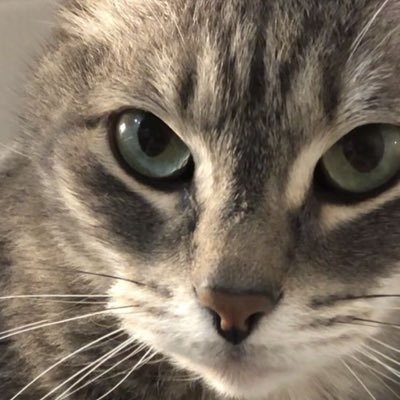 ashhgiooo's profile picture. nothing