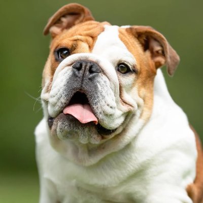 Bulldog