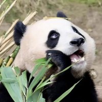 Jade (@jadeeeca) 's Twitter Profile