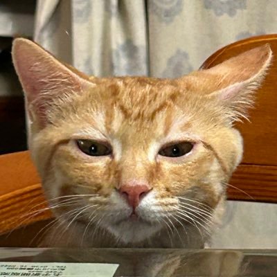 tyatora_sajima's profile picture. 家族の茶トラ♂2023年4月に出会った元保護猫の茶トラ2歳の日常をポストしていきます！
