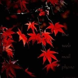 Sachiko_Hattori's profile picture. 
