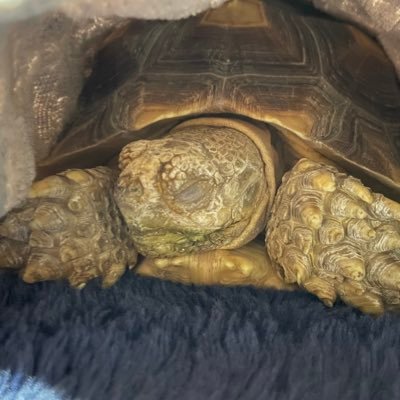 ukkyoman_OO's profile picture. カエルとカメの飼育（バジェットガエル2匹 ミシシッピニオイガメ クリイロハコヨコクビガメ ジーベンロックナガクビガメ スッポンモドキ ゲヅメリクガメ）/ガンダム(クロボン zz z)/マーベル（スパイダーマン）/イニブ（フルクロス使い始めました）
