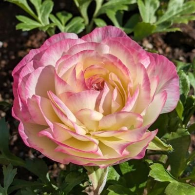 4peIaOOJvF89620's profile picture. 