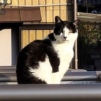 まむーぅ@ (@imamu_duel) 's Twitter Profile
