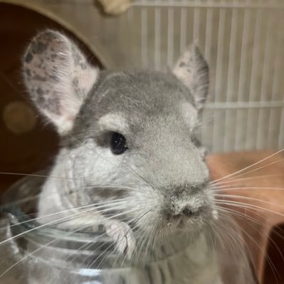 tekuteku_yukuyo's profile picture. 好きなものの詰め合わせ  Ｌ