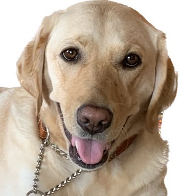 盲導犬の相棒と日々楽しく歩いてます。 体動かすことが好き。 昔は水泳をしていました。 将棋に興味深々。 見る事はできず、聞く将です! シドニーパラリンピック金・銀・銅メダル アテネパラリンピック銅メダル 網膜色素変性症です