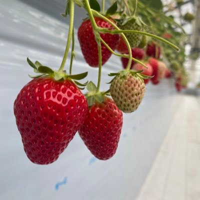 懸賞大好き😘 主婦 2児のまま👦❤️ お肉、🍓 冬はスノボー🏂したい！温泉♨️旅行✈️沖縄❤️漫画🌸お花🌼観葉植物🪴メイク💄勉強中 イエベ👄よろしくお願いします⸜(´ ˘ `∗)⸝