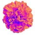 Tewksbury Carnation (@tewksburycarna1) Twitter profile photo Tewksbury Carnation (@tewksburycarna1) Twitter profile photo