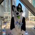 Kyba the Husky 🔜 FCL (@KybaCWC) Twitter profile photo