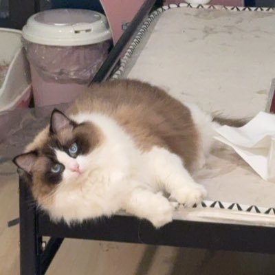 Vayneddd's profile picture. Hard to trade