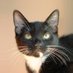 starcat (@wildstarcat) Twitter profile photo starcat (@wildstarcat) Twitter profile photo