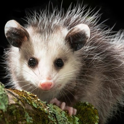 Impossumble Opossum