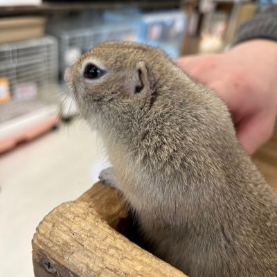 kota_aidol_kuma's profile picture. 