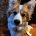 mlukidev's profile picture. pseudo dev