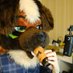Murre๐๐ฤesfur (@murredogad) Twitter profile photo Murre๐๐ฤesfur (@murredogad) Twitter profile photo