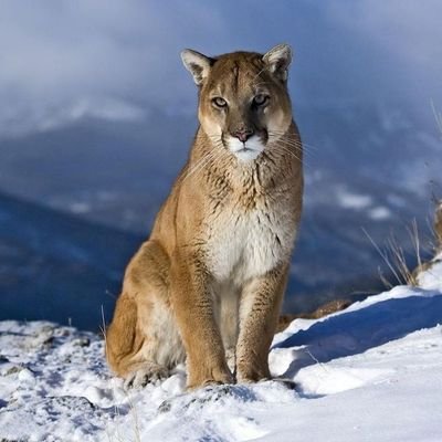cougarhunter145's profile picture. I'm a heterosexual male who loves cougars and I'm always on the hunt for them.