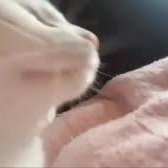 buyCATJAM's profile picture. $CATJAM - catjamcatjamcatjam!
https://t.co/5aJT8TXVVq