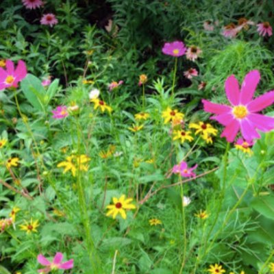 phyfel's profile picture. 