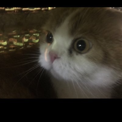 kotsu_kotsuman_'s profile picture. 懸賞アカ。 無言フォロー失礼します。日常にささやかな幸せを。コツコツ頑張ります💪『コツコツマンの当選報告』で報告します！