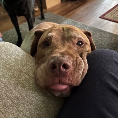 Christian, husband and father. ❤️animals. US Constitution. I’m Definitely not perfect. 99% reposts
