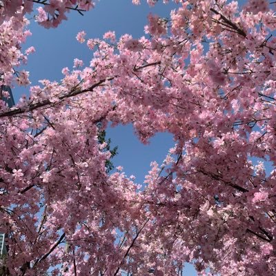 teamloveayaka's profile picture. NiziU、TWICE、EXILE、三代目……Disney❤✨