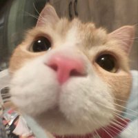 Kitcat (@lunaexpress) 's Twitter Profile