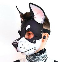 Boster(@PupBoster) 's Twitter Profile Photo