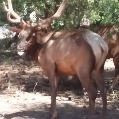 Town Elk Profile