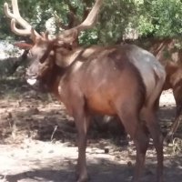 Town Elk (@repent4nations) 's Twitter Profile