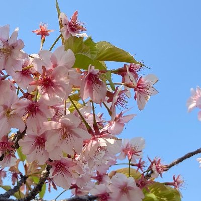 語学を嗜みます。ラテン語初学者。 大学生。生憎、学歴を無闇にひけらかす趣味は持ち合わせておりません。