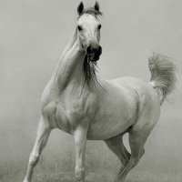 أ/فاطمة بنت أحمد (@fwn333) 's Twitter Profile