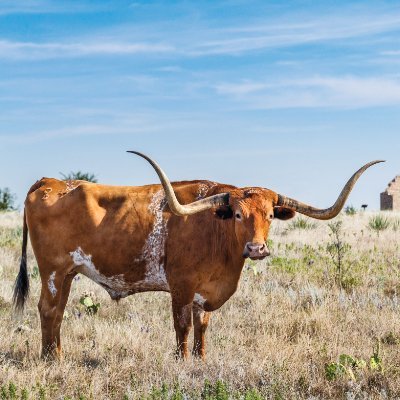 817longhorn's profile picture. Heritage American. Christian. All cattle, no hat. Opinions are my own, RT =/= endorsement
