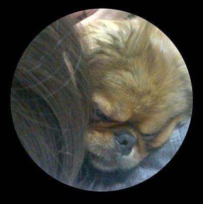 pekingese_mom Profile Picture