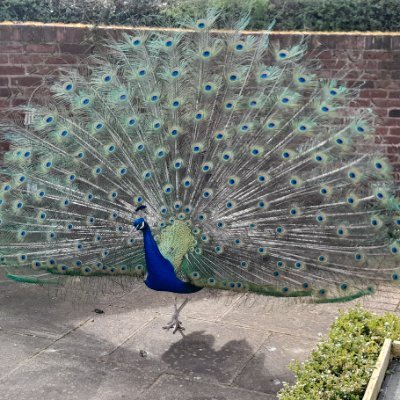 JulieTenna611's profile picture. 