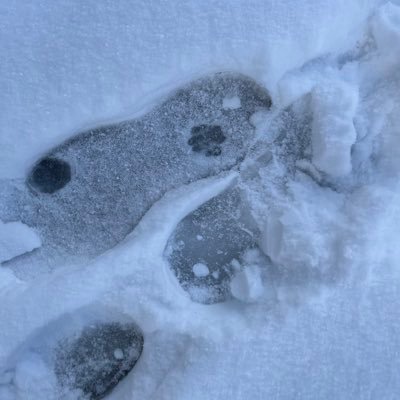 kai_56_514's profile picture. 日々のつぶやきアカウント🩵 推→巡音ルカ様、Gero様、蛮骨様、ロイ•マスタング様、ぱらきんa.k.a買収様、真島吾朗様💖 推しがいっぱいって素敵やん☺️