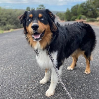 Just another Aussie living my best life in SoCal! 🐶