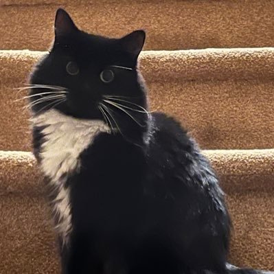 riverscatss's profile picture. Bring back circle tweets 🗣️ no ss