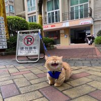 Buurman (@buurmannbuurman) 's Twitter Profile