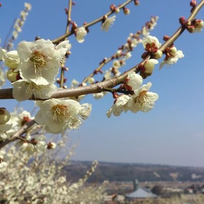 コロナ茶番、虎さん関係で色々気づいた人
前垢は凍ったので作り直し

参政党支持