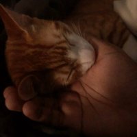 Bruce (@s1r_vendetta) 's Twitter Profile