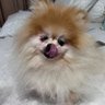 pom_kween's profile picture. Just a pupper on a journey trying to make back the USD20K she had lost in perps trading