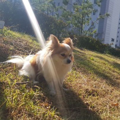 gaepalja24's profile picture. 개팔자 상팔자